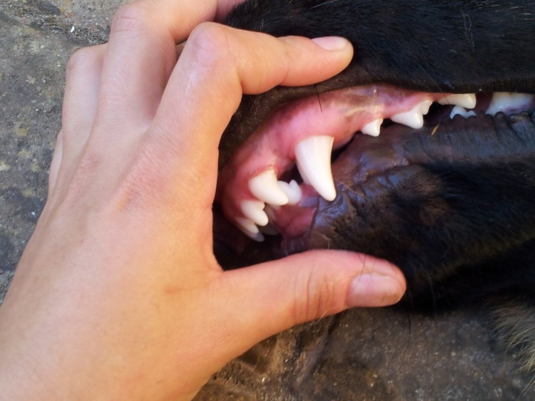 Правильный прикус у Йорка