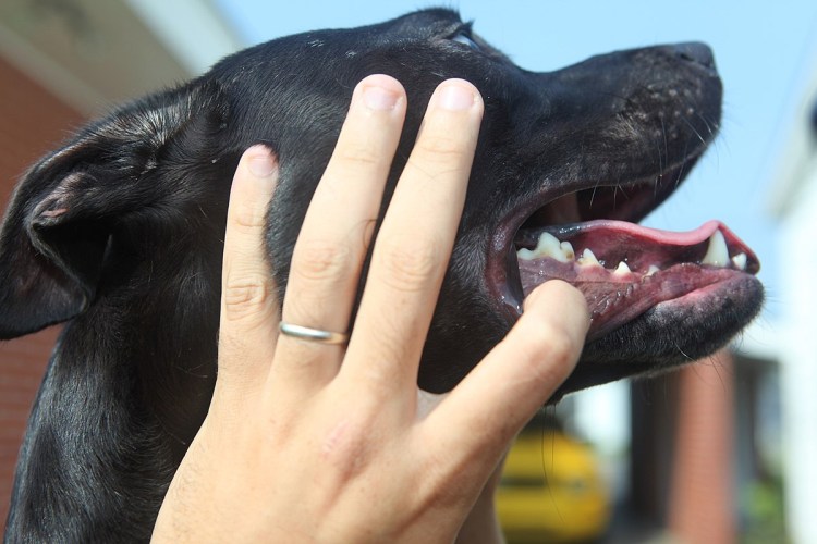 Зубы лабрадора ретривера