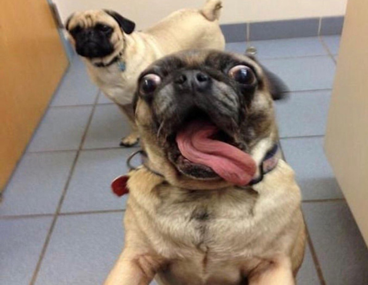 Гомер симпсон и бургер