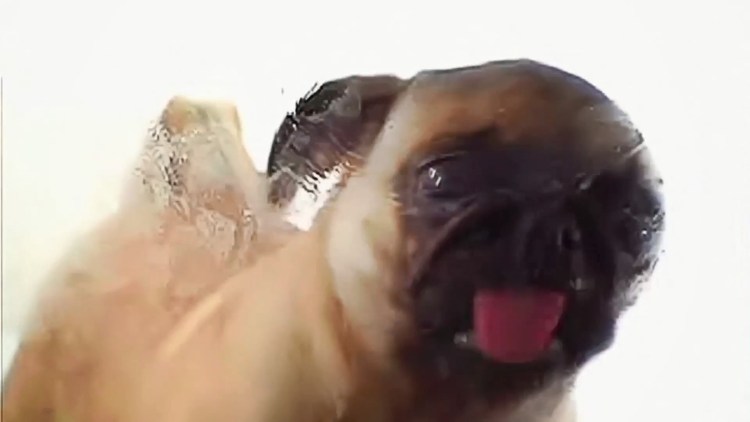 Собака облизывает