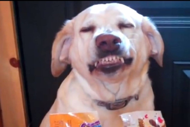 Гифка собака улыбается