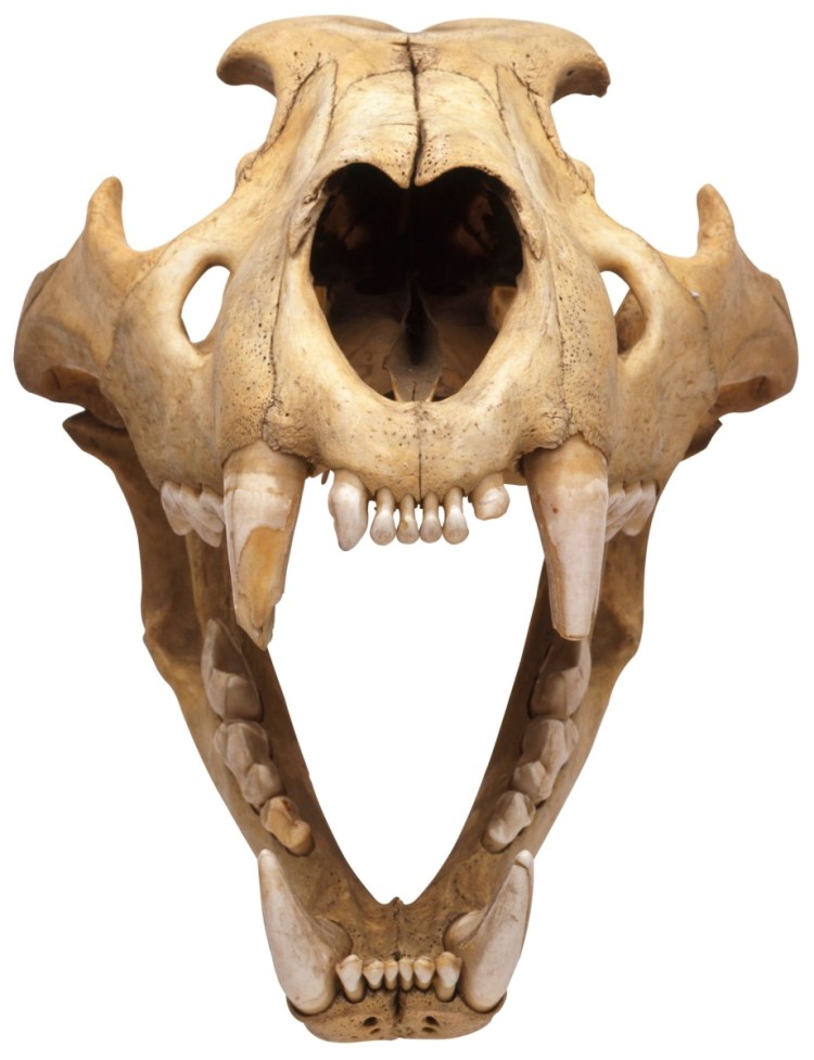 Черепа морских животных