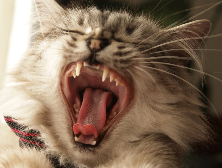 Маленькие кошачьи зубки