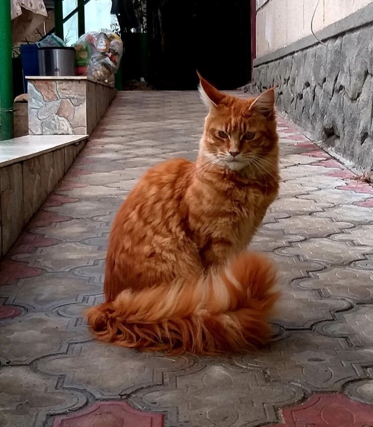 Сибирский рыжий кот помесь