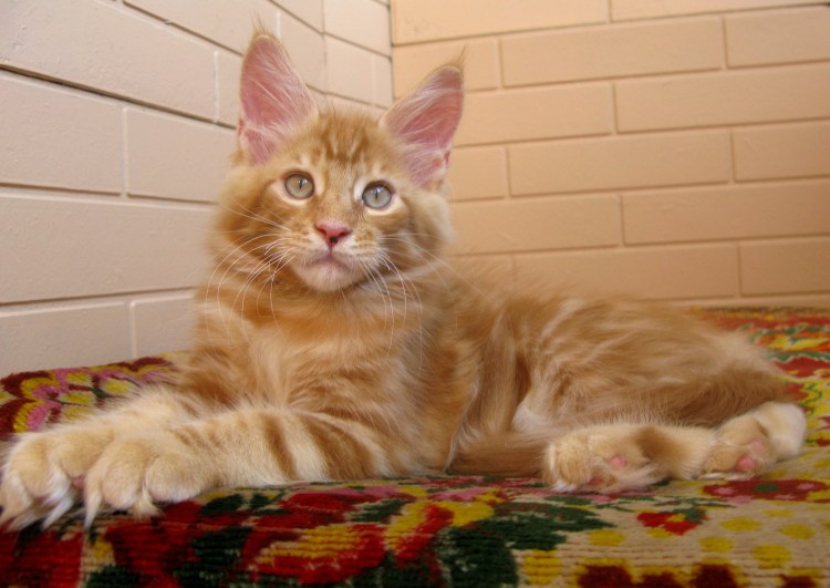 Мейн кун рыжий гладкошерстный