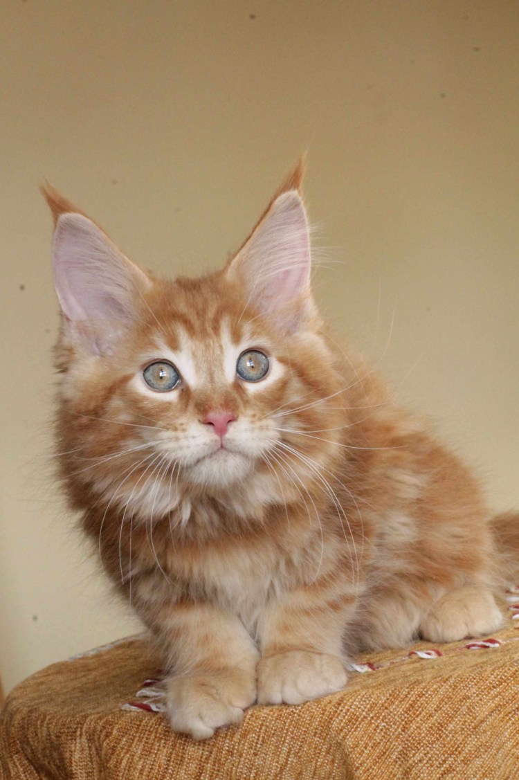 Метис кот Мейн кун