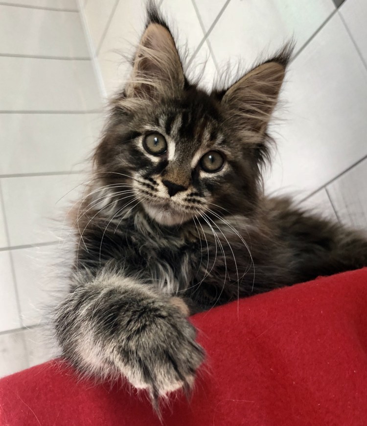 Метис Мейн куна и обычной кошки