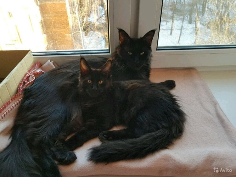 Кот метис Мейн куна