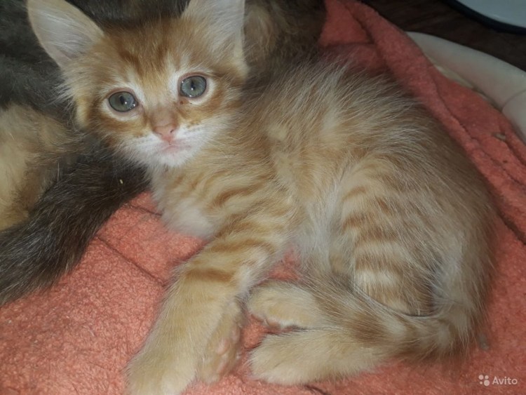 Мейн кун Сибирская Персидская