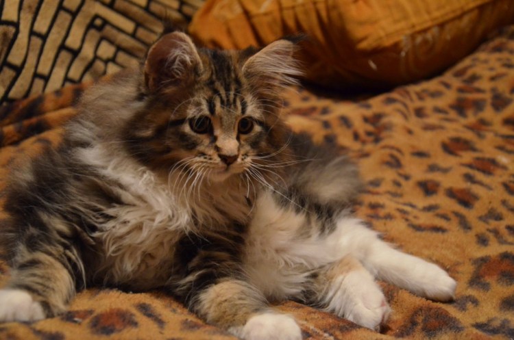 Мейн кун метис