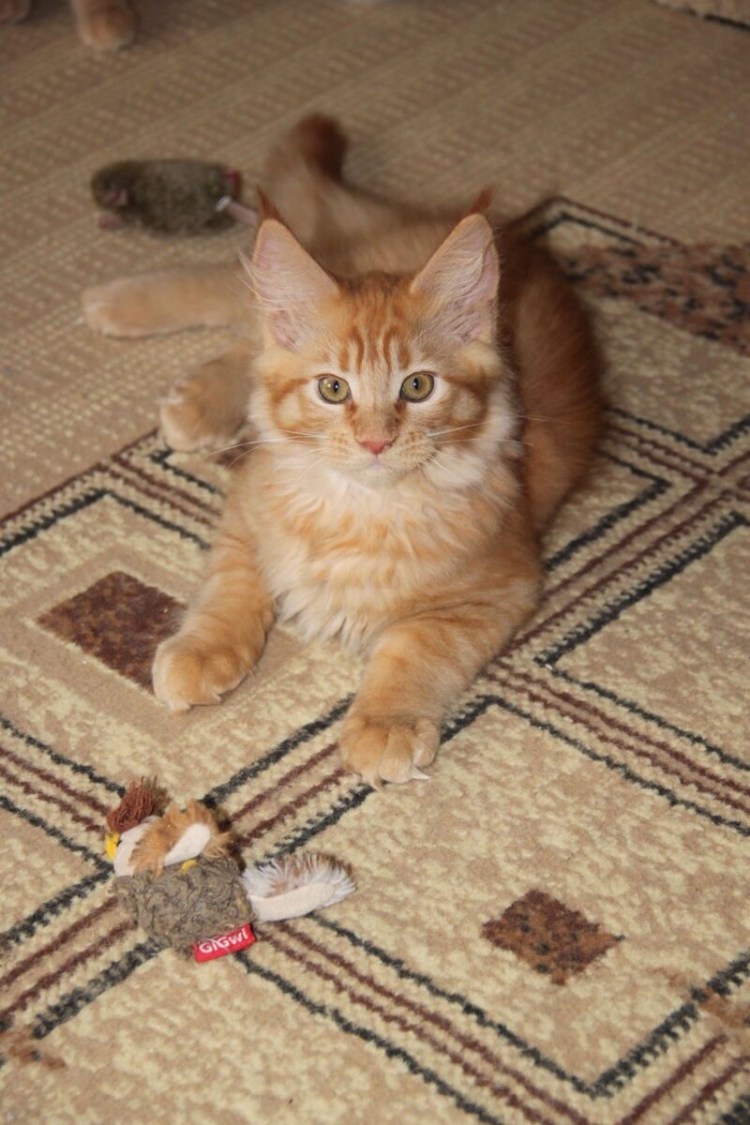 Помесь Мейн куна трехцветный