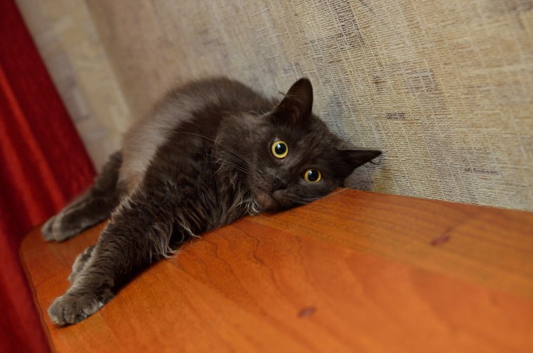 Мейн кун метис