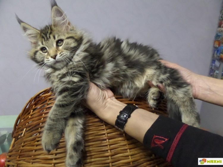 Гладкошерстный мейкун рыжий