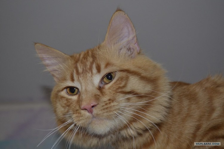 Метис Мейн куна гладкошерстный