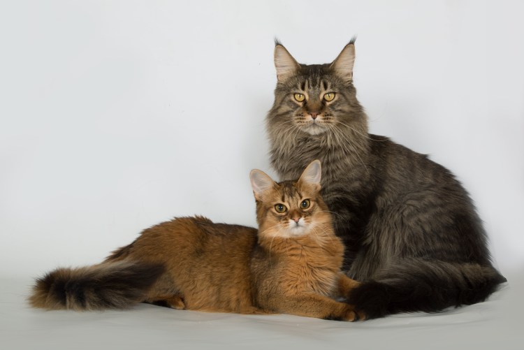 Мейн кун метис рыжий