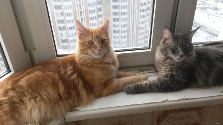 Мейн кун рыжий котенок 4 месяца