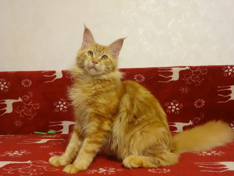 Смесь Мейн куна и британца рыжий