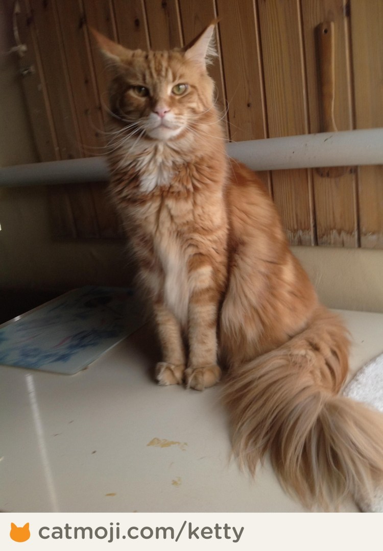 Рыжий кот метис Мейн куна