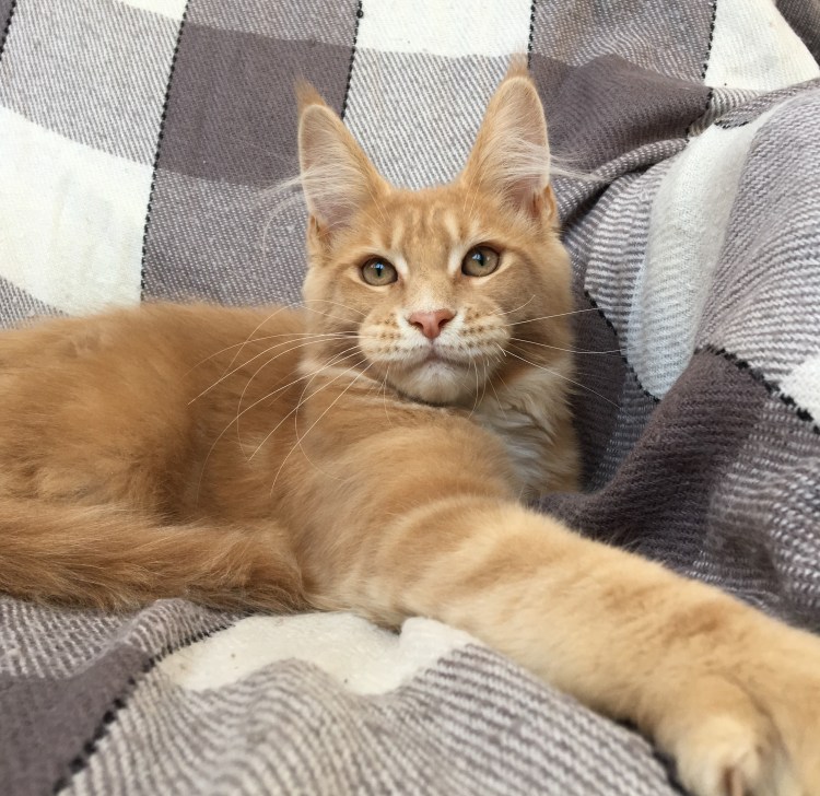 Рыжий кот метис Мейн куна