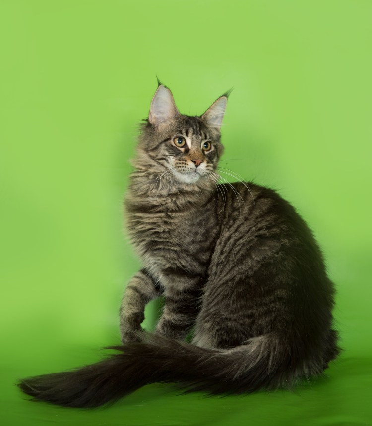 Котята метисы Мейн куна