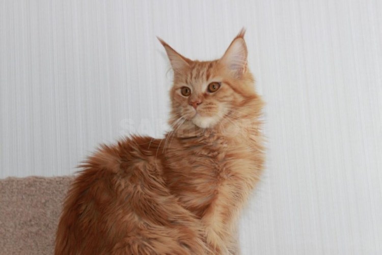 Сибирский метис кот рыжий