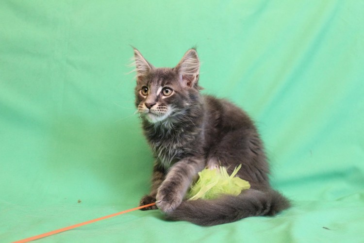 Два Мейн куна