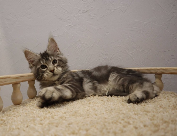 Мейн кун и сфинкс помесь