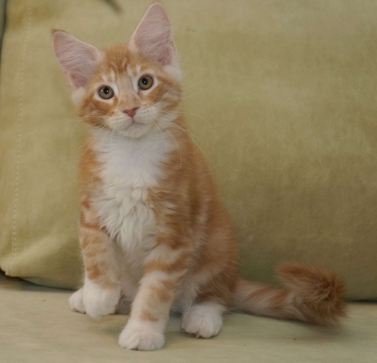 Мейн кун метис