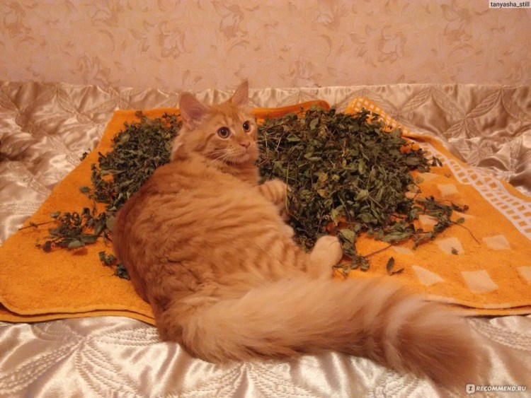 Котята метисы Мейн куна