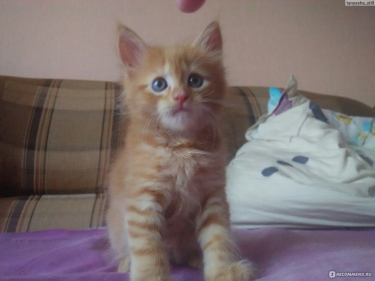 Мейн кун помесь