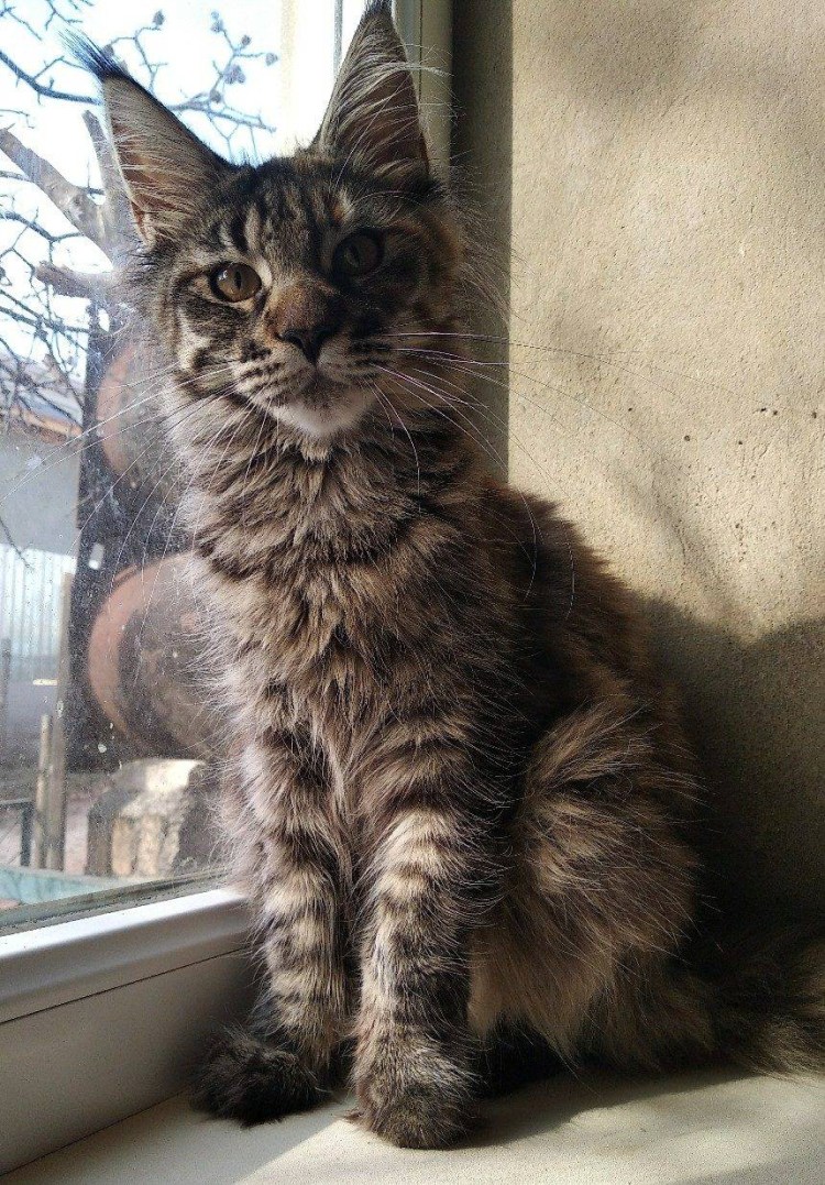 Расцветки Мейн кунов котята