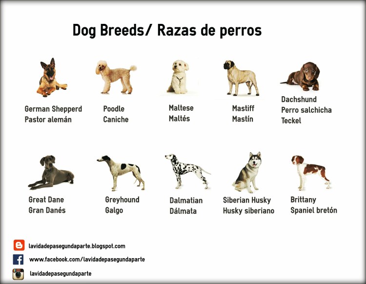 Изучаем породы собак