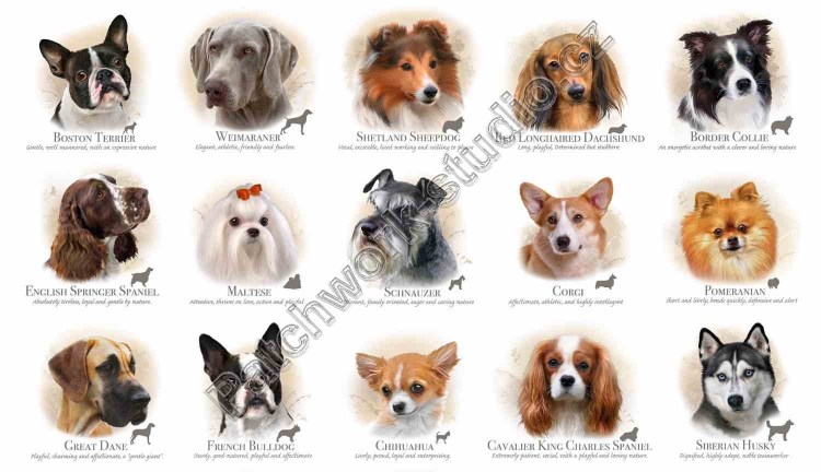 Порода собак Меркурий