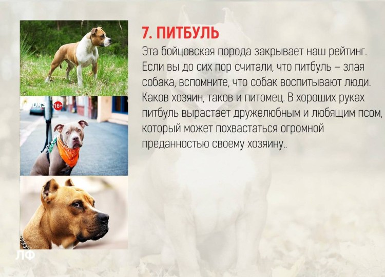 Атлас от земли до неба породы собак