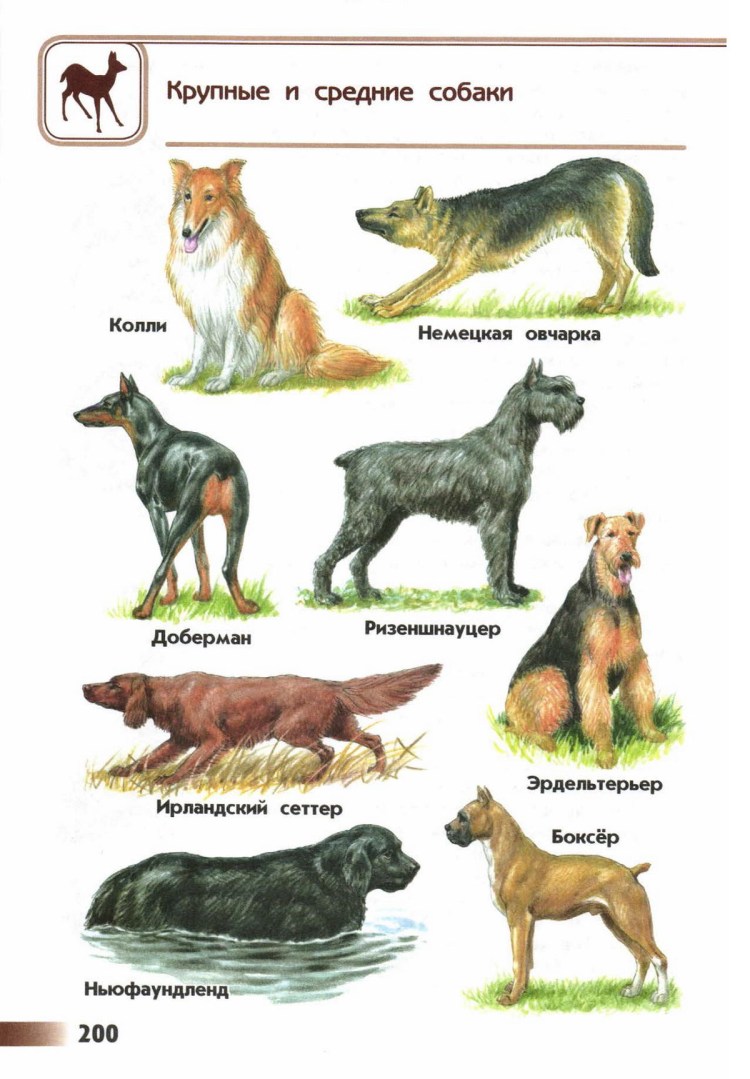 Атлас определитель от земли до неба породы собак