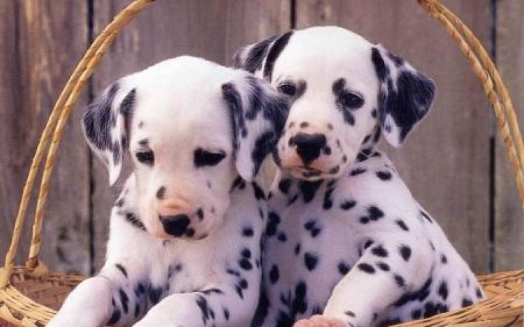 Атлас-определитель 2 класс окружающий мир собаки