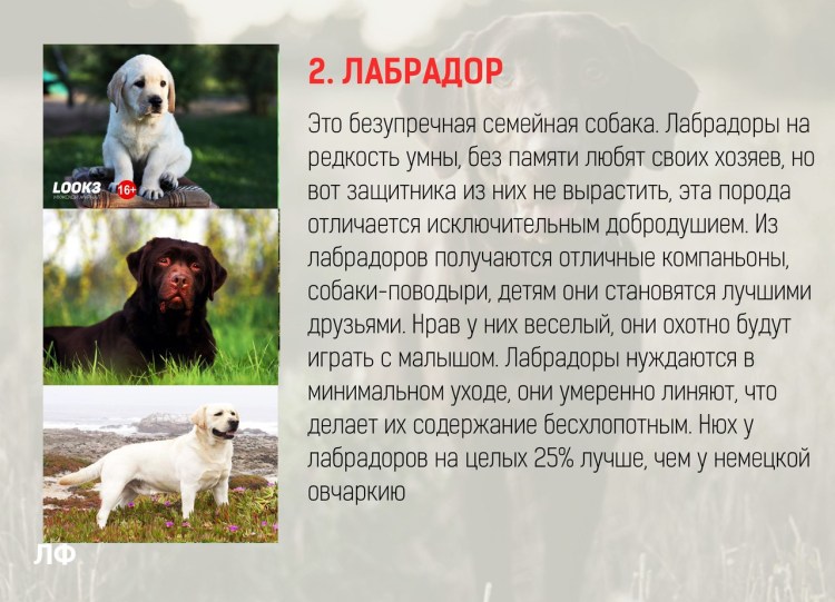 Порода собак Бассет хаунд