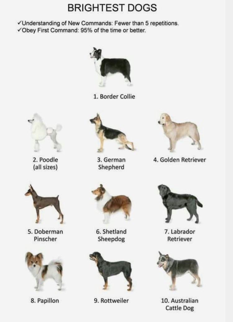 Порода собак Далматин