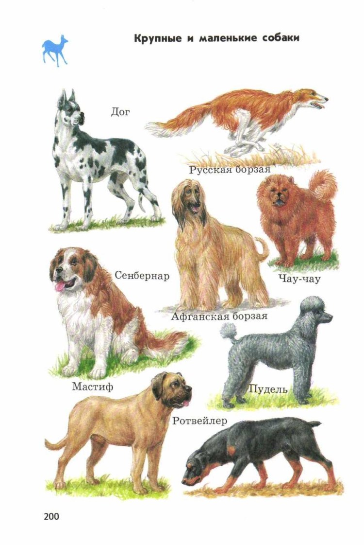Породы собак с именами