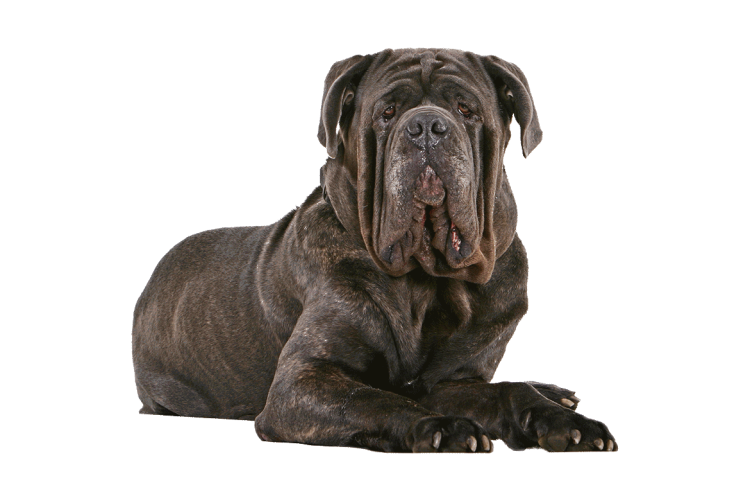 Породы собак с подписями