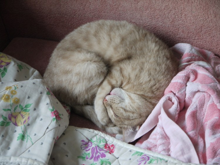 Кот лежит клубочком
