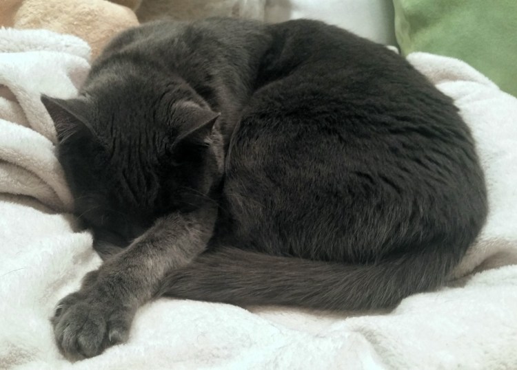 Кот свернулся клубком