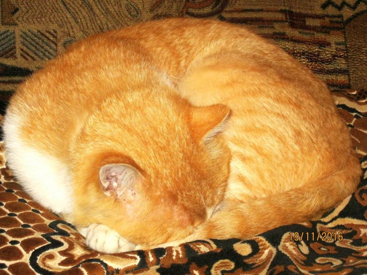 Кот лежит клубочком