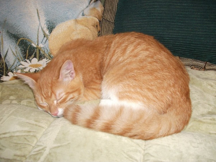 Котенок с клубочком