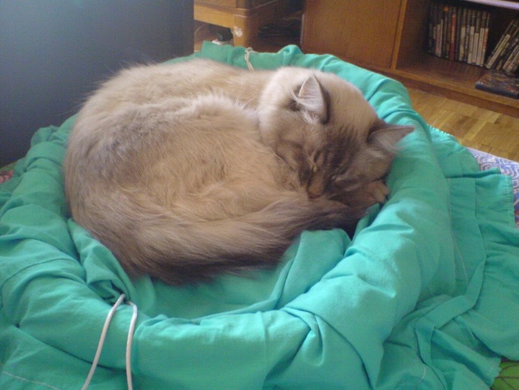 Коты Фибоначчи