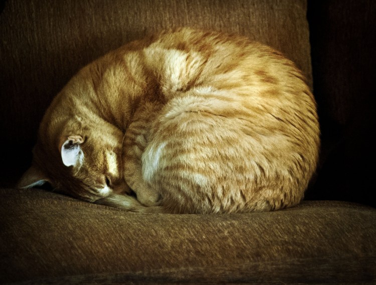 Спираль Фибоначчи кот