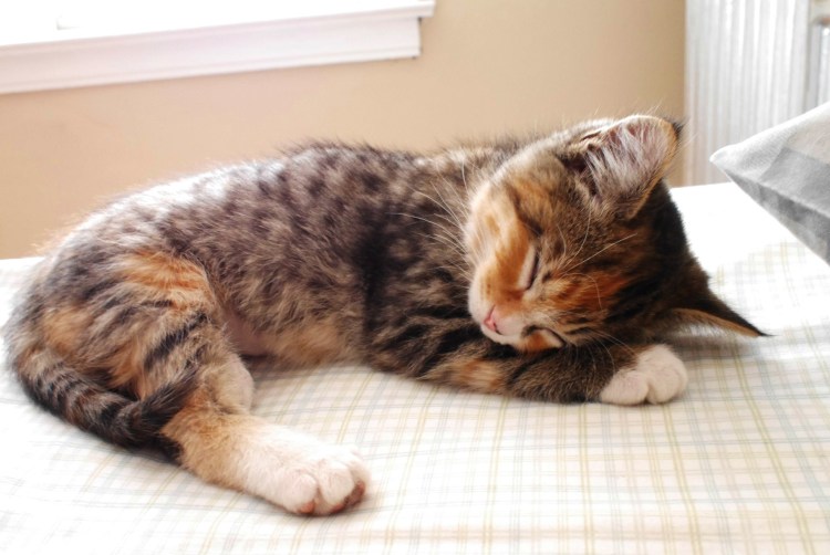 Котенок с клубочком