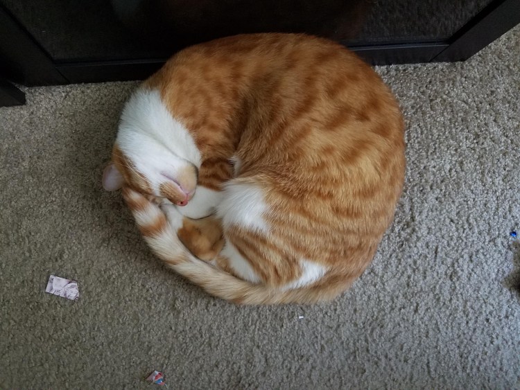 Кот спит клубочком