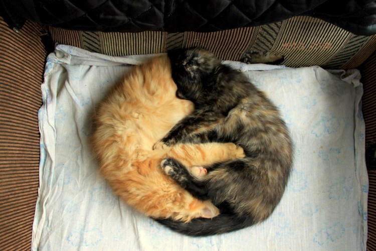 Кот спит клубочком