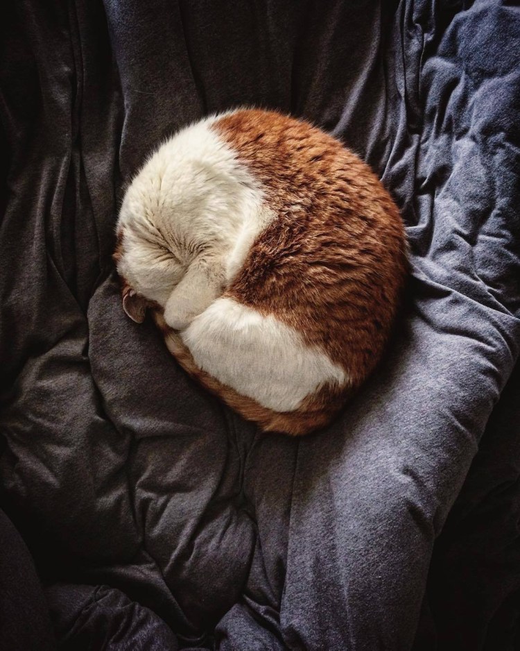 Белый кот спит клубочком